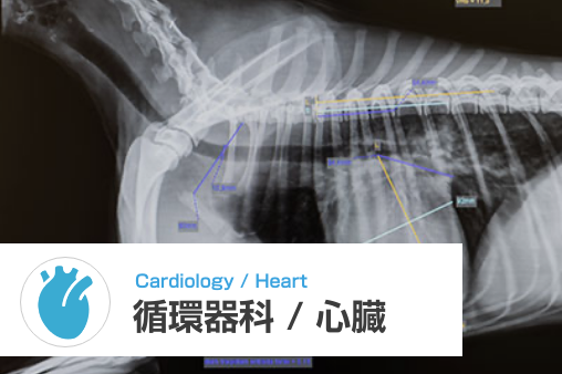 循環器科／心臓